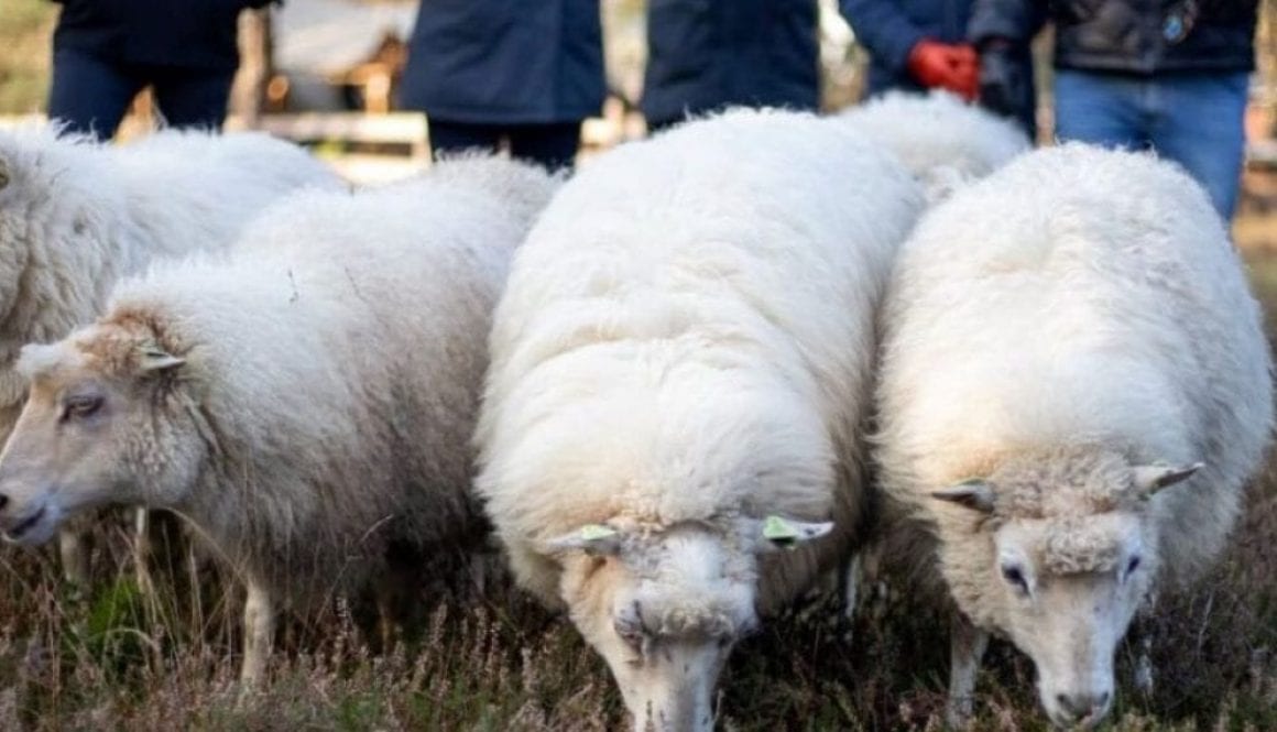 Inspiratie - Drie lessen over leiderschap in het veld - Schaap-blog-1920x600